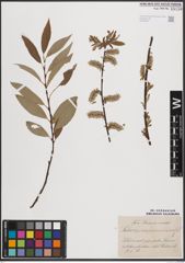 Foto von Salix caprea L. x Salix repens L. x Salix viminalis L.